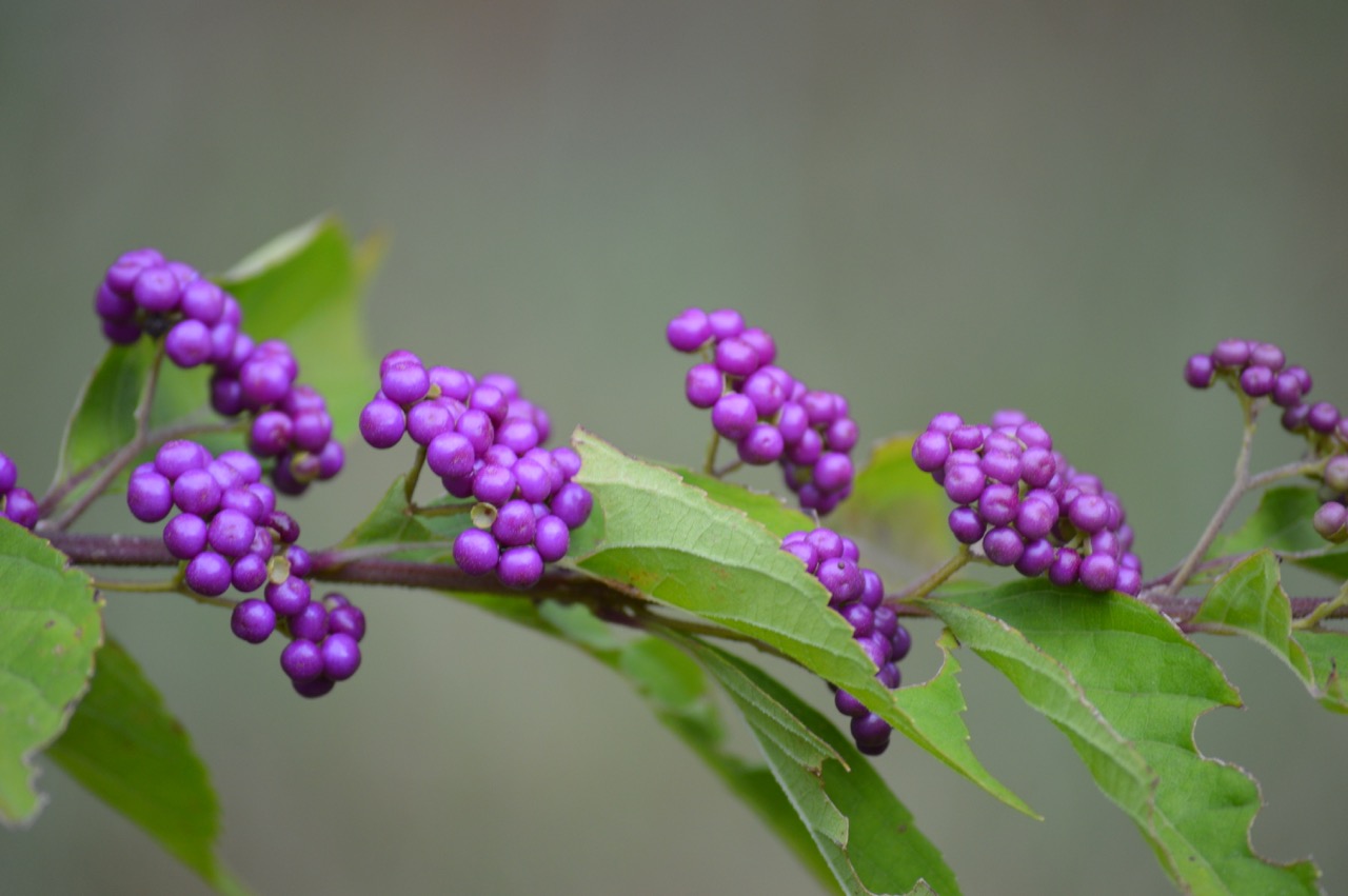 5 Reasons to Go Native Plant Saleing Humane Gardener