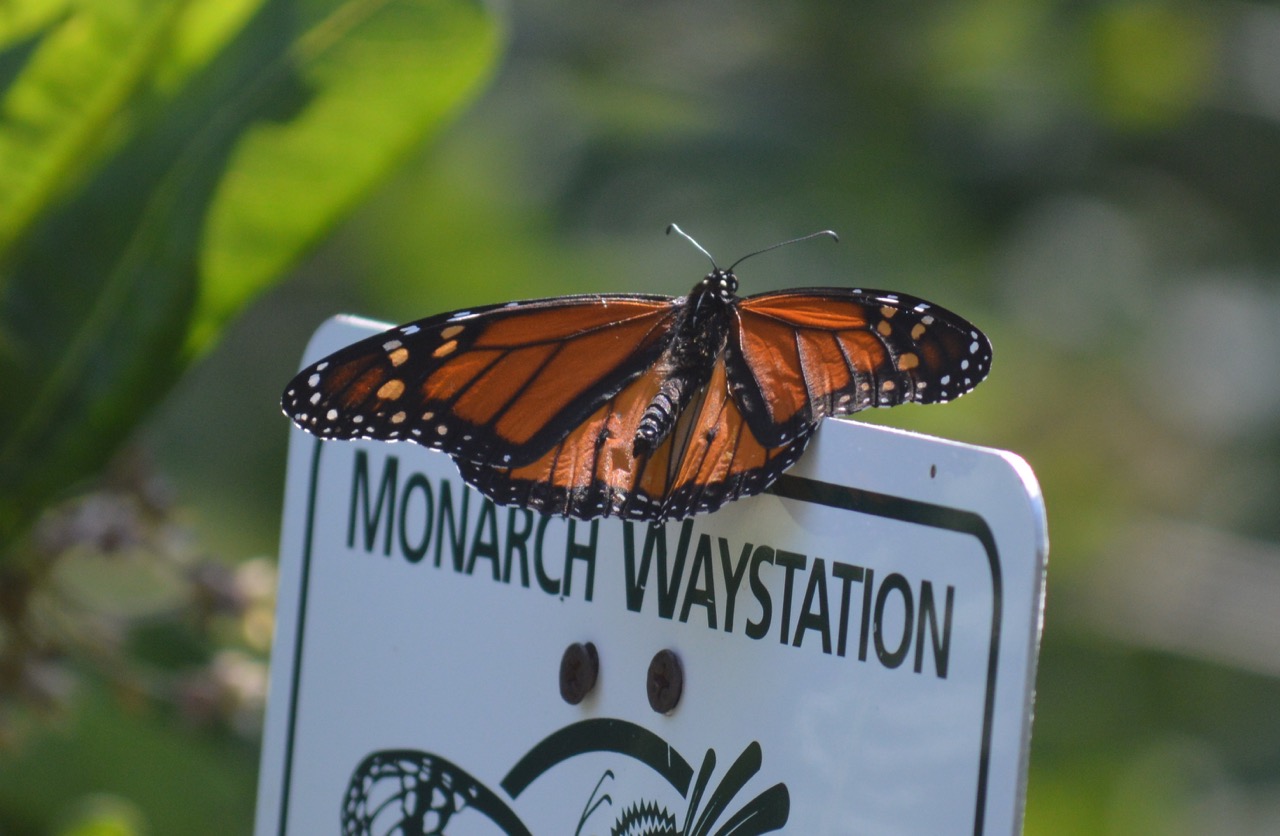 monarch on Monarch Waystation sign - Humane Gardener