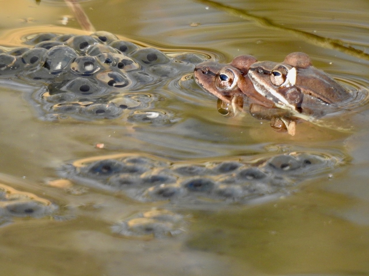 Pristine Ponds Be Gone! - Wildlife Ponds